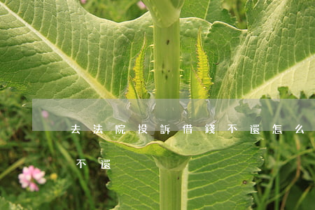 去法院投訴借錢不還怎么辦（去法院投訴借錢不還）