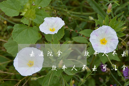 去法院拿賠償款本人不去可以拿嗎(去法院拿賠償款本人不去可以拿嗎)