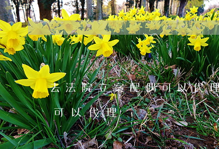 去法院立案配偶可以代理嗎(去法院立案配偶可以代理嗎)