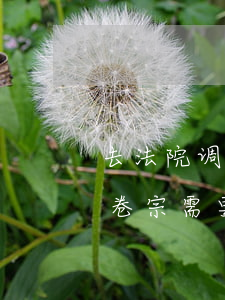 去法院调卷宗可以申请法律援助吗(去法院调卷宗需要材料)