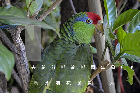 去花分期逾期兩年發(fā)律師函是真的嗎(分期花逾期一天)