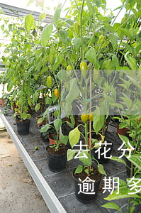 去花分期逾期會(huì)被起訴嗎(借去花逾期多久會(huì)被起訴)