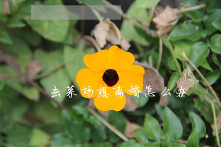 去菜场想离婚怎么办