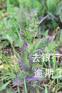 去银行处理信用卡逾期需要注意什么（信用卡逾期了注意什么）