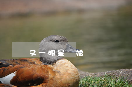 又一明星離婚