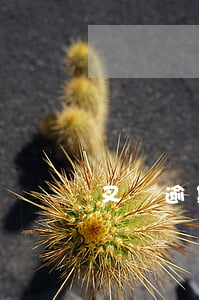 叉車逾期年審申請報告 叉車年審過期
