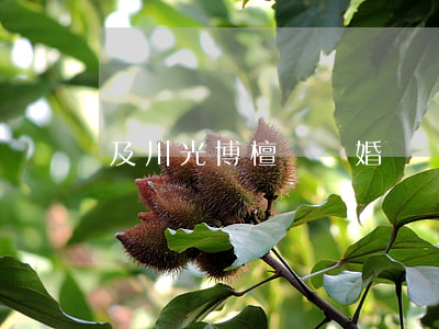 及川光博檀麗離婚