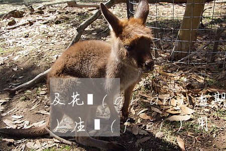 及花錢(qián)逾期(逾期產(chǎn)生費(fèi)用)