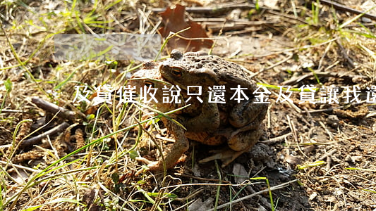 及貸催收說只還本金(及貸讓我還本金)
