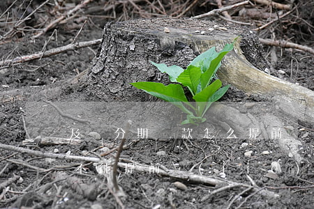 及貸分期還款怎么提前還不了了-及貸為何不能提前結(jié)清