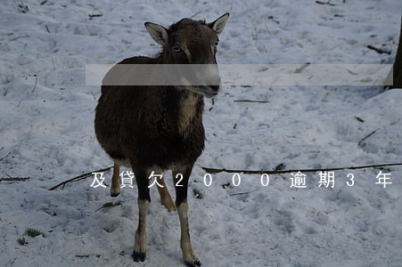 及貸欠2000逾期3年(貸款逾期半年)