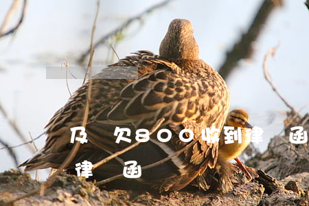 及貸欠800收到律師函了(我今天收到及貸律師函)