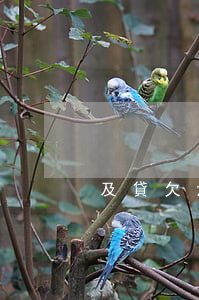 及貸欠六千多(網(wǎng)貸欠六千多)