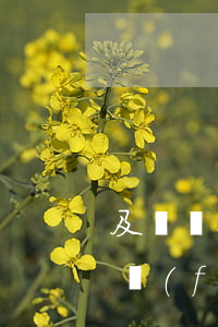 及貸說只還本金(及貸還完了之后沒有額外的費(fèi)用要還吧)