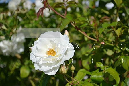 及貸逾期多久發(fā)律師函(逾期多久會(huì)發(fā)律師函)