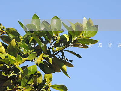 及貸逾期怎么辦(及貸逾期會(huì)怎么樣)
