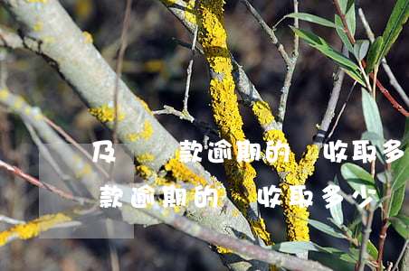 及貸還款逾期的話收取多少滯納金-及貸還款逾期的話收取多少滯納金合適