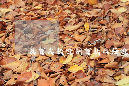 及贷欠款逾期(贷款已经逾期)