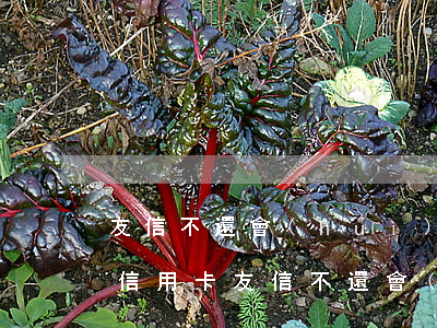 友信不還會(huì)不會(huì)影響信用卡(友信不還會(huì)不會(huì)影響信用卡)