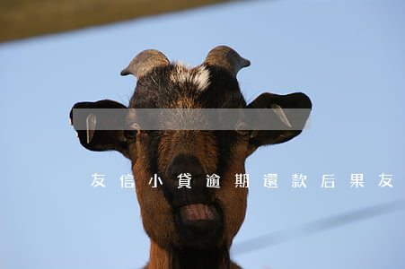 友信小貸逾期還款后果(友信信貸晚一天還款)
