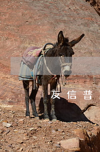 友信普惠起訴逾期借款人(友信貸款法院判決)