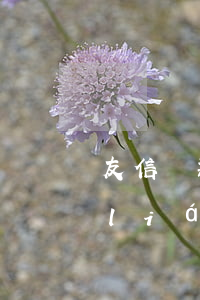 友信貸款逾期(友信貸款逾期兩天說要打聯(lián)系人合法嗎)