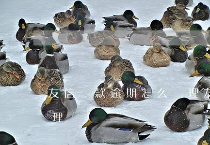 友信貸款逾期怎么處理(友信貸款逾期怎么處理)