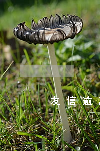 友信逾期一天上征信(友信逾期一天上征信)