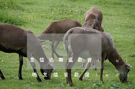 友信逾期還款會(huì)上門(mén)嗎(友信貸款沒(méi)有還款后果)