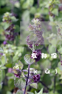 友邦保險逾期如何還款(友邦保險我不想續(xù)保了怎么辦)