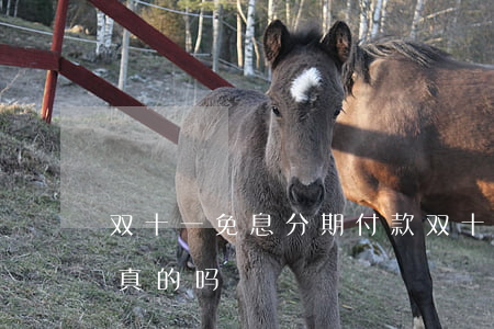 双十一免息分期付款 双十一免息分期付款是真的吗