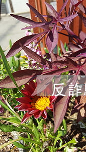 反詐騙中心是如何追回(反詐中心能追回錢嗎)
