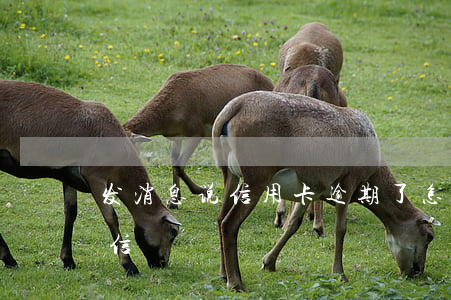 发消息说信用卡逾期了怎么办(信用逾期发短信)