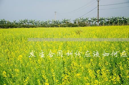 发生合同纠纷应该如何应对