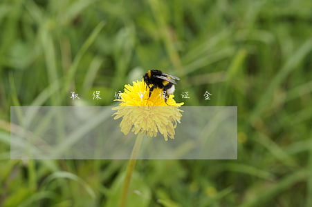 取保候审保证金