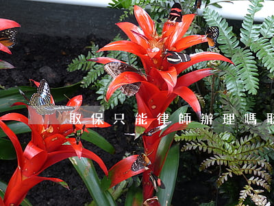 取保只能律師辦理嗎(取保要不要找律師)