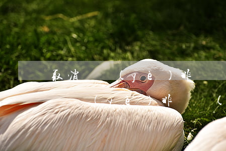 取消農業(yè)非農業(yè)戶口(取消農業(yè)非農業(yè)戶口有什么好處)