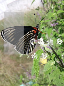 受疫情影響信用卡逾期一年多怎么辦-受疫情影響信用卡逾期一年多怎么辦理