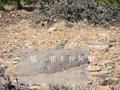叛國罪不判死刑嗎