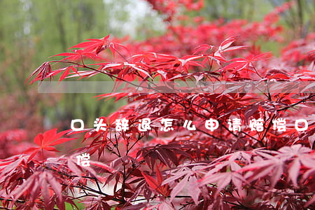 口头辞退怎么申请赔偿(口头辞退怎么申请赔偿)