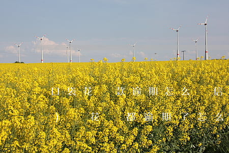 口袋花貸款逾期怎么辦(信用卡網(wǎng)貸花唄都逾期了怎么辦)