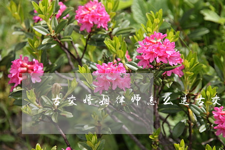 古交婚姻律师怎么选(古交婚姻律师怎么选)