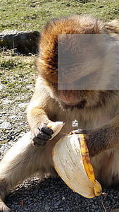 古錢幣鑒定