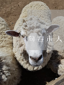 句容市人力资源和社会保障局
