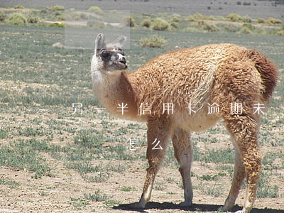 另一半信用卡逾期未還(另一半信用卡逾期未還會怎么樣)