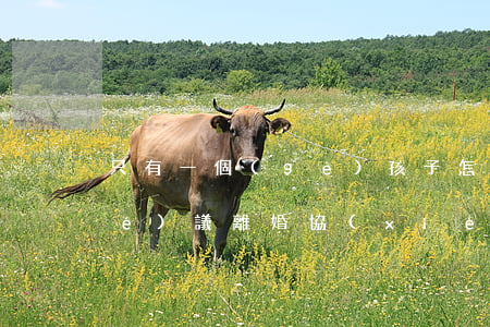 只有一個(gè)孩子怎么寫離婚協(xié)議(離婚協(xié)議一個(gè)小孩書范文)