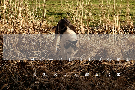 只有一张信用卡没有逾期为什么(没用过信用卡怎么会有逾期记录)
