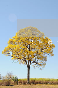 只有微信可以起訴嗎(只有微信可以起訴嗎)