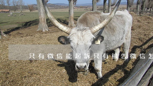 只有微信能起訴(只有被告微信怎么起訴)