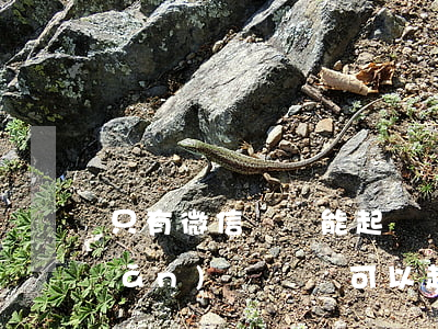 只有微信賬單能起訴嗎(只有微信轉(zhuǎn)賬記錄可以起訴還錢(qián)嗎)